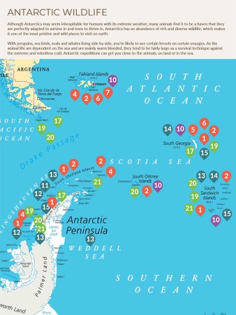 Antarctic Wildlife